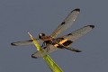 Rhyothemis phyllis male-1597